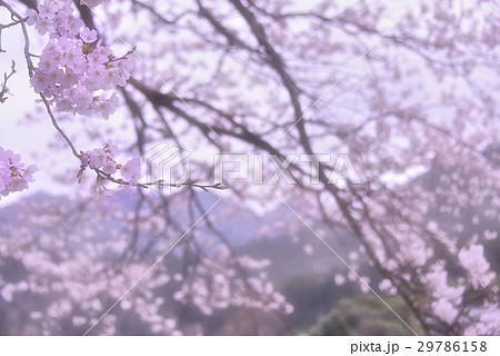 丹波篠山の桜の趣き 丹波篠山の桜の趣き 29786158