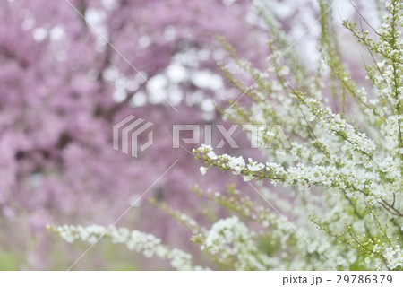 雪柳と花桃の調和 29786379