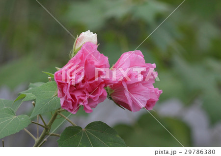 Pink beautiful flower, Hibiscus mutabilis 29786380