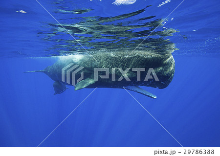 マッコウクジラ マッコウクジラ 29786388