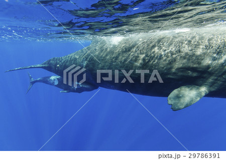 マッコウクジラ マッコウクジラ 29786391