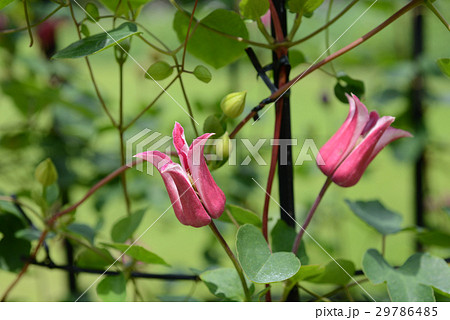 ハッピーダイアナ ハッピーダイアナ 29786485