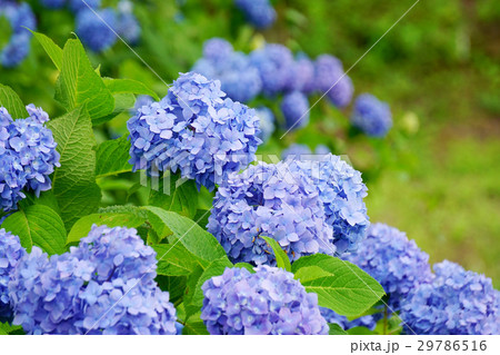 あじさい 29786516