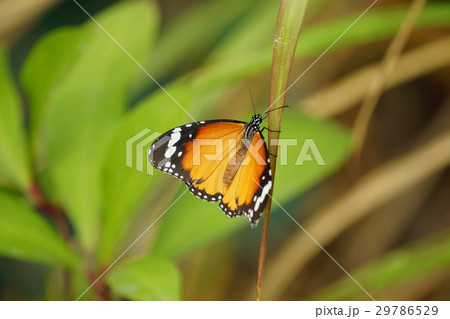 カバマダラ タテハチョウ科 白色 29786529