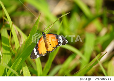 カバマダラ タテハチョウ科 白色 29786533
