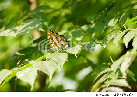 タテハ タテハチョウ科 マダラチョウ科 29786537