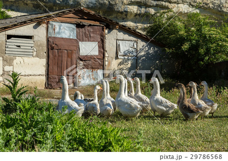 Flock of domestic geese on the green lawn near Flock of domestic geese on the green lawn near 29786568
