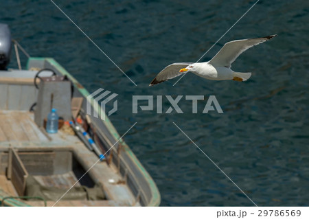 Seagull flies over Black Sea near the coast of Seagull flies over Black Sea near the coast of 29786569