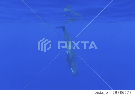 深海へ潜るマッコウクジラ 29786577