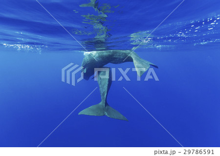 仲良く泳ぐマッコウクジラの子供 29786591