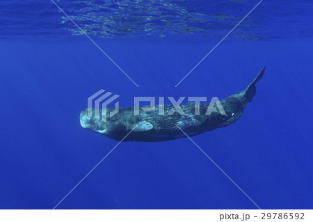 青い海を泳ぐマッコウクジラ 29786592