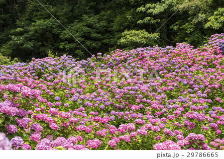 形原温泉の紫陽花 29786665