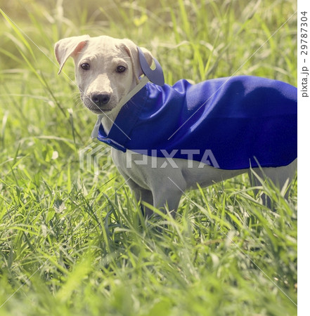 Dog Costume Breed Canine Friend Mammal Animal Dog Costume Breed Canine Friend Mammal Animal 29787304