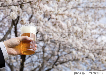 花見イメージ　ビールで乾杯 29789037