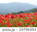 ポピー畑 29790493