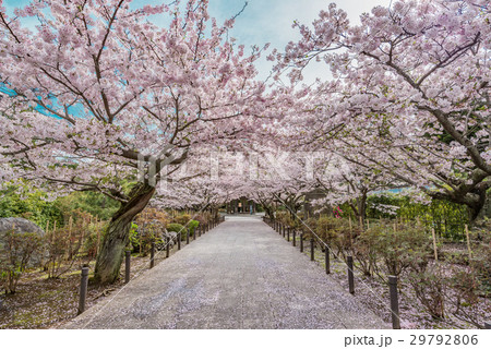 桜のトンネル 29792806