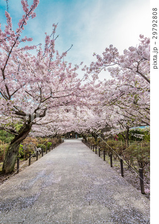 桜のトンネル 29792808