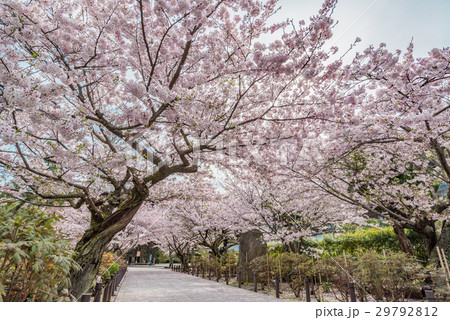 桜のトンネル 29792812