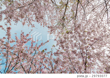 桜と空 29793077