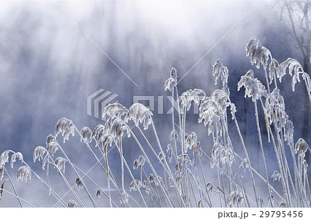 北海道・富良野・鳥沼公園・氷点下30度の朝・沼から立ち込める気嵐とすすき 29795456