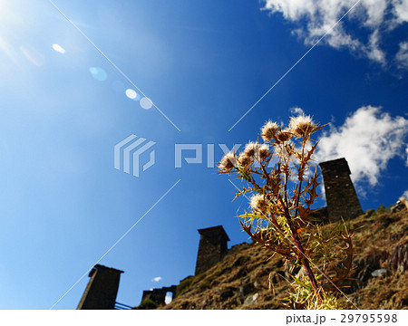 Cirsium vulgare in the autumn Cirsium vulgare in the autumn 29795598