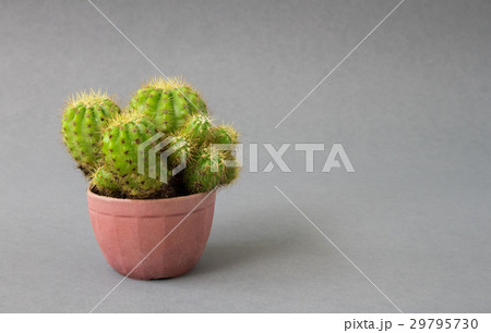 Green cactus on grey background Green cactus on grey background 29795730