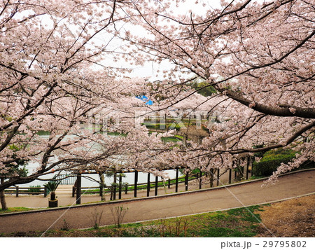桜の季節の備後府中公園 29795802