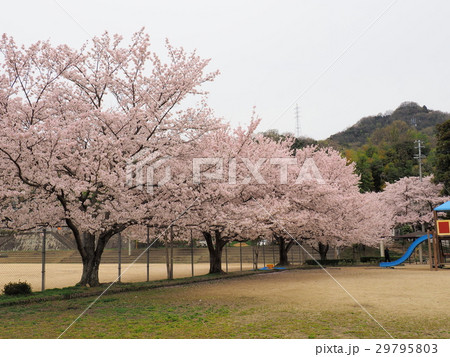 桜の季節の備後府中公園 桜の季節の備後府中公園 29795803