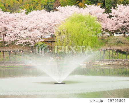 桜の季節の備後府中公園 29795805
