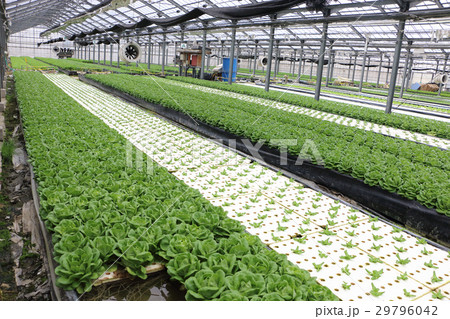 水耕栽培、野菜工場 29796042