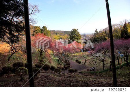 梅林公園 梅林公園 29796072