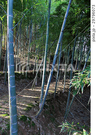 梅林公園 竹林 梅林公園 竹林 29796073