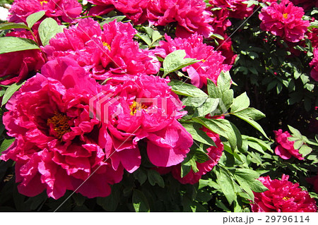牡丹の花 牡丹の花 29796114