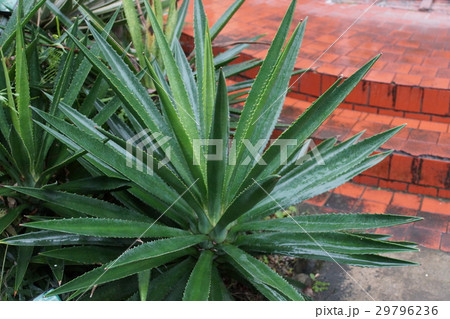 パイナップル科 草 牧草 29796236