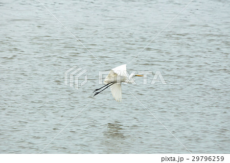 ダイサギ 大鷺 だいさぎ 29796259