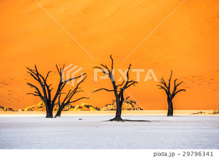 Dead Camelthorn Trees and red dunes in Deadvlei 29796341