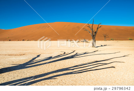 Dead Camelthorn Trees and red dunes in Deadvlei 29796342