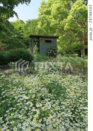 四季の庭～よろこびの庭のカモミール～ 29796505