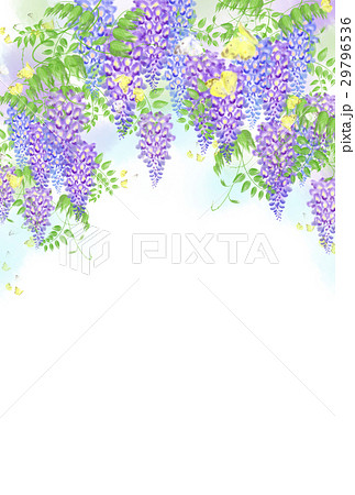 藤の花３のイラスト素材 29796536 Pixta