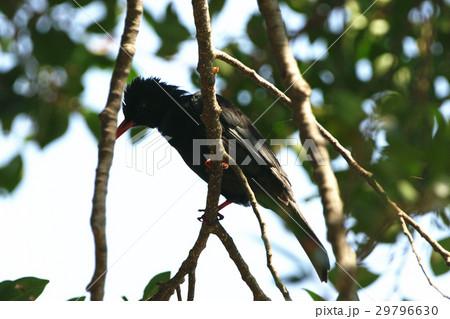 住処 自生地 生息地 29796630