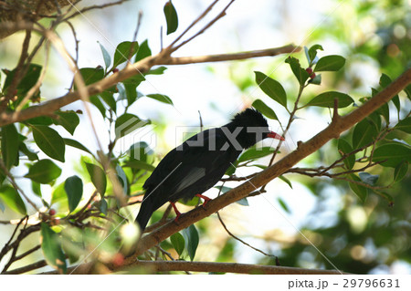 住処 自生地 生息地 29796631