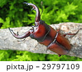 トカラノコギリクワガタ 29797109