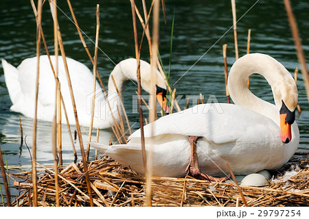 White Swans with Nest and Eggs White Swans with Nest and Eggs 29797254