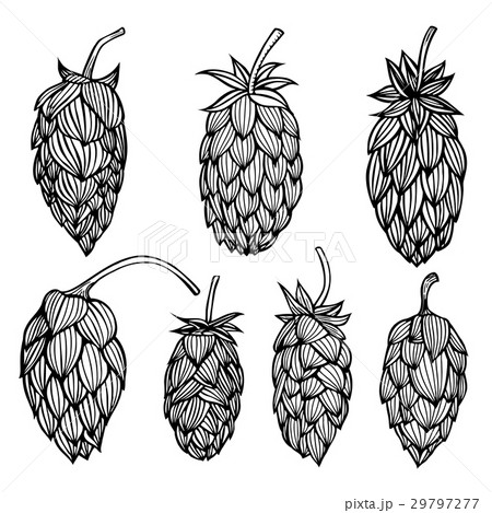 engraving style Hops set. 29797277