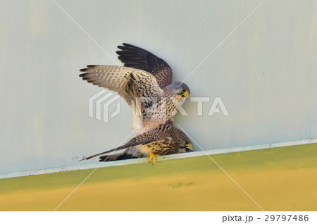【野鳥】チョウゲンボウの交尾 29797486