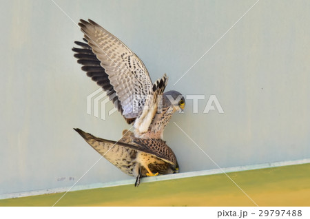 【野鳥】チョウゲンボウの交尾 29797488