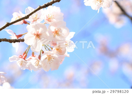 さくら 29798120