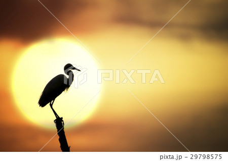 Silhouettes of Birds perch on a tree stump Silhouettes of Birds perch on a tree stump 29798575