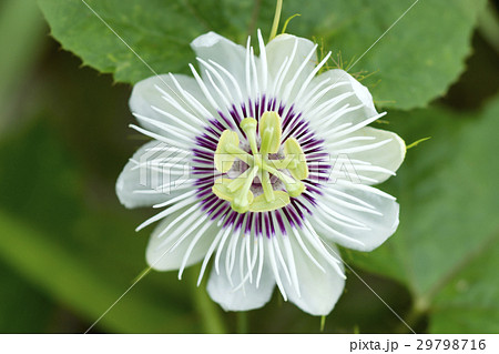 Fetid passionflower,(Passiflora foetida) Fetid passionflower,(Passiflora foetida) 29798716