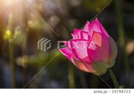 beautiful lotus flower in blooming beautiful lotus flower in blooming 29798723